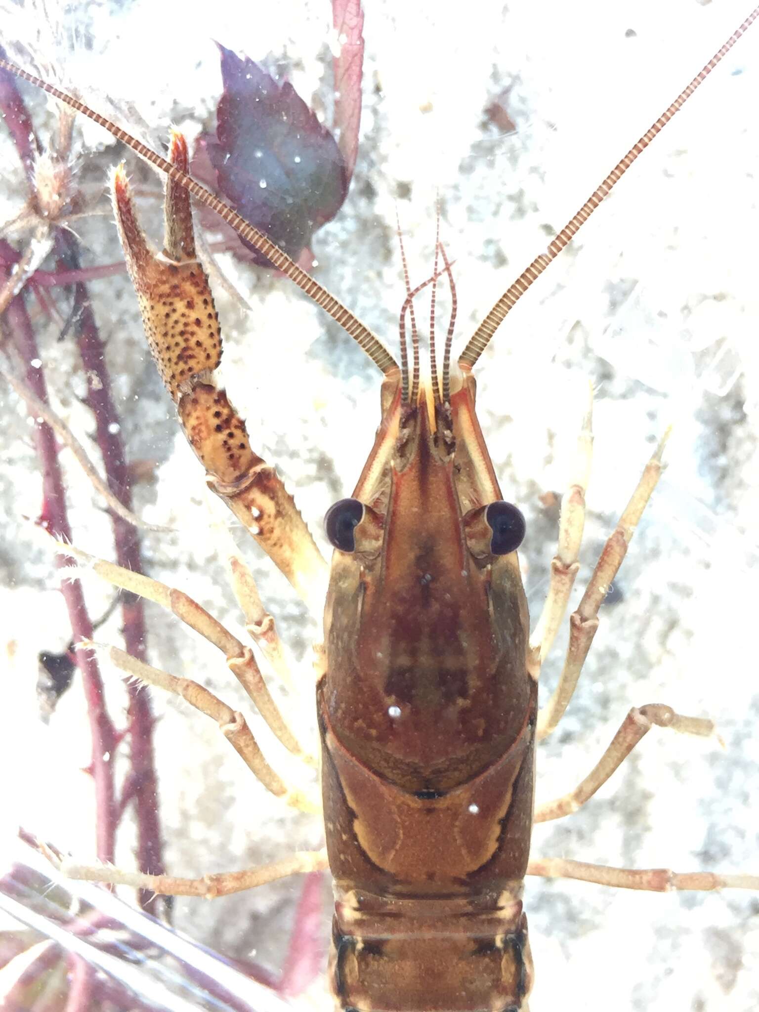 Image of Procambarus versutus (Hagen 1870)