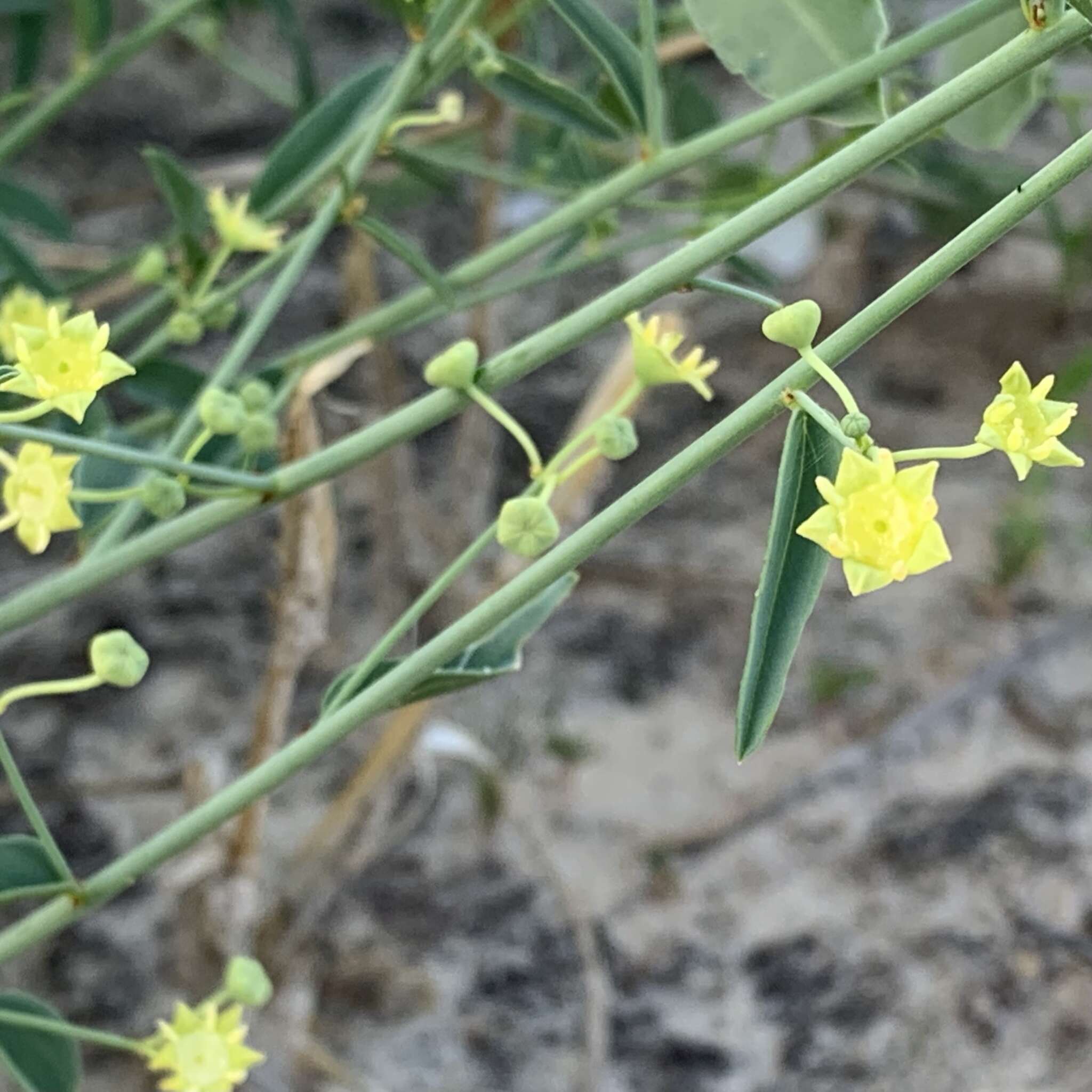 Image of Helinus spartioides (Engl.) Schinz ex Engl.