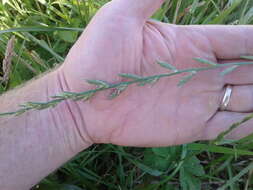 Image of Italian Rye Grass