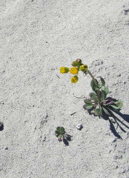 Image of Rocky Mountain groundsel