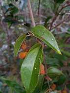 Слика од Agelaea pentagyna (Lam.) Baill.