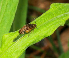 صورة Ophraella conferta (J. L. Le Conte 1865)