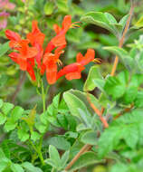 Image of Cape honeysuckle