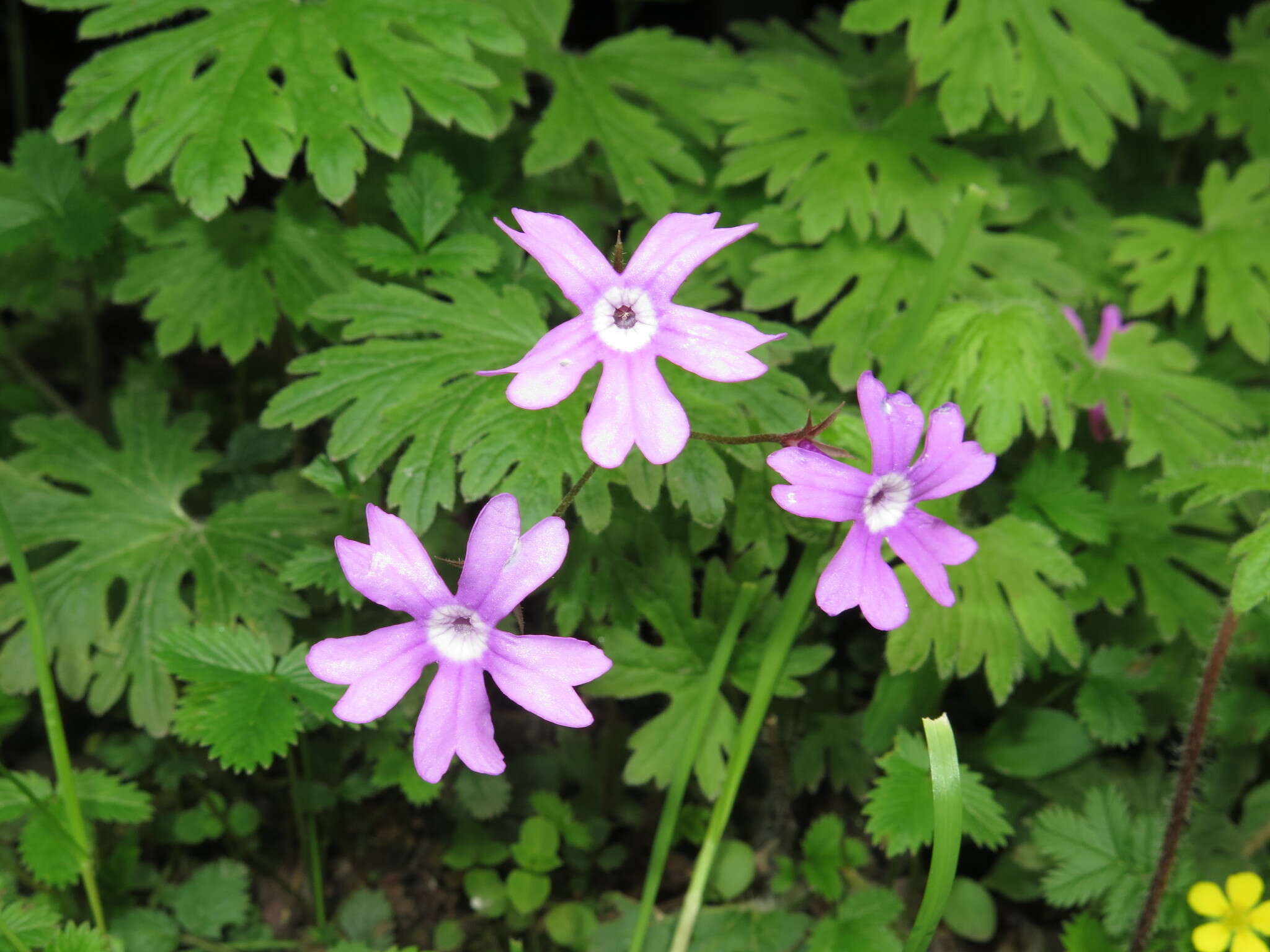 Primula palmata Hand.-Mazz. resmi