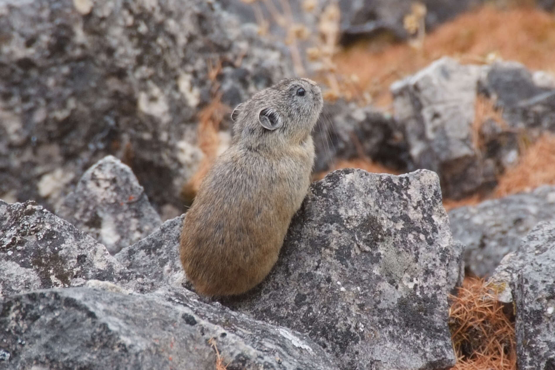 Image of Northern Pika