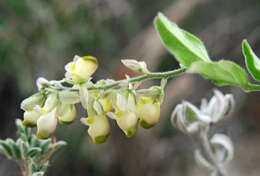 Image of eggleaf milkwort