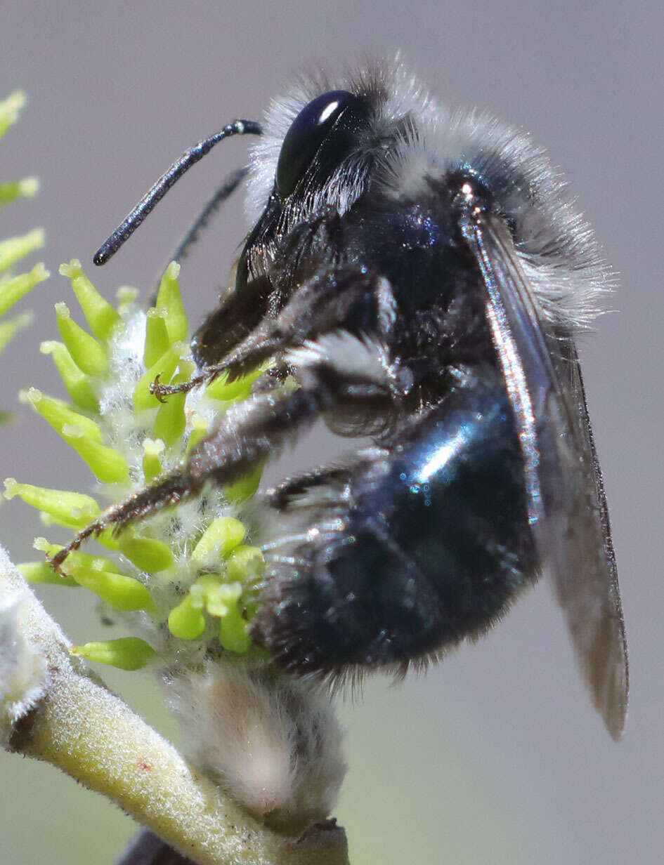 Image de Andrena cerasifolii Cockerell 1896