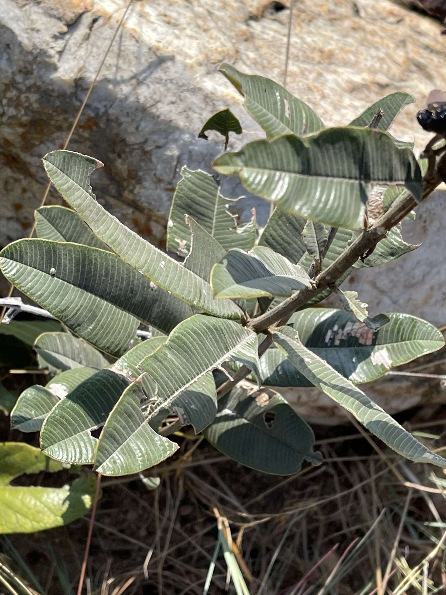 Image of Ozoroa barbertonensis E. Retief