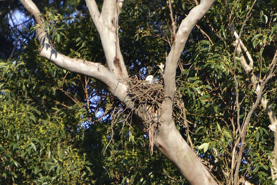 Image of Grey Goshawk