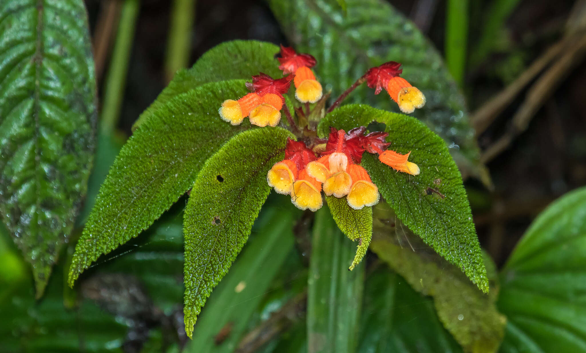 Слика од Begonia lehmannii (Irmsch.) L. B. Sm. & B. G. Schub.