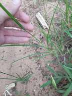 Image of Indian goosegrass