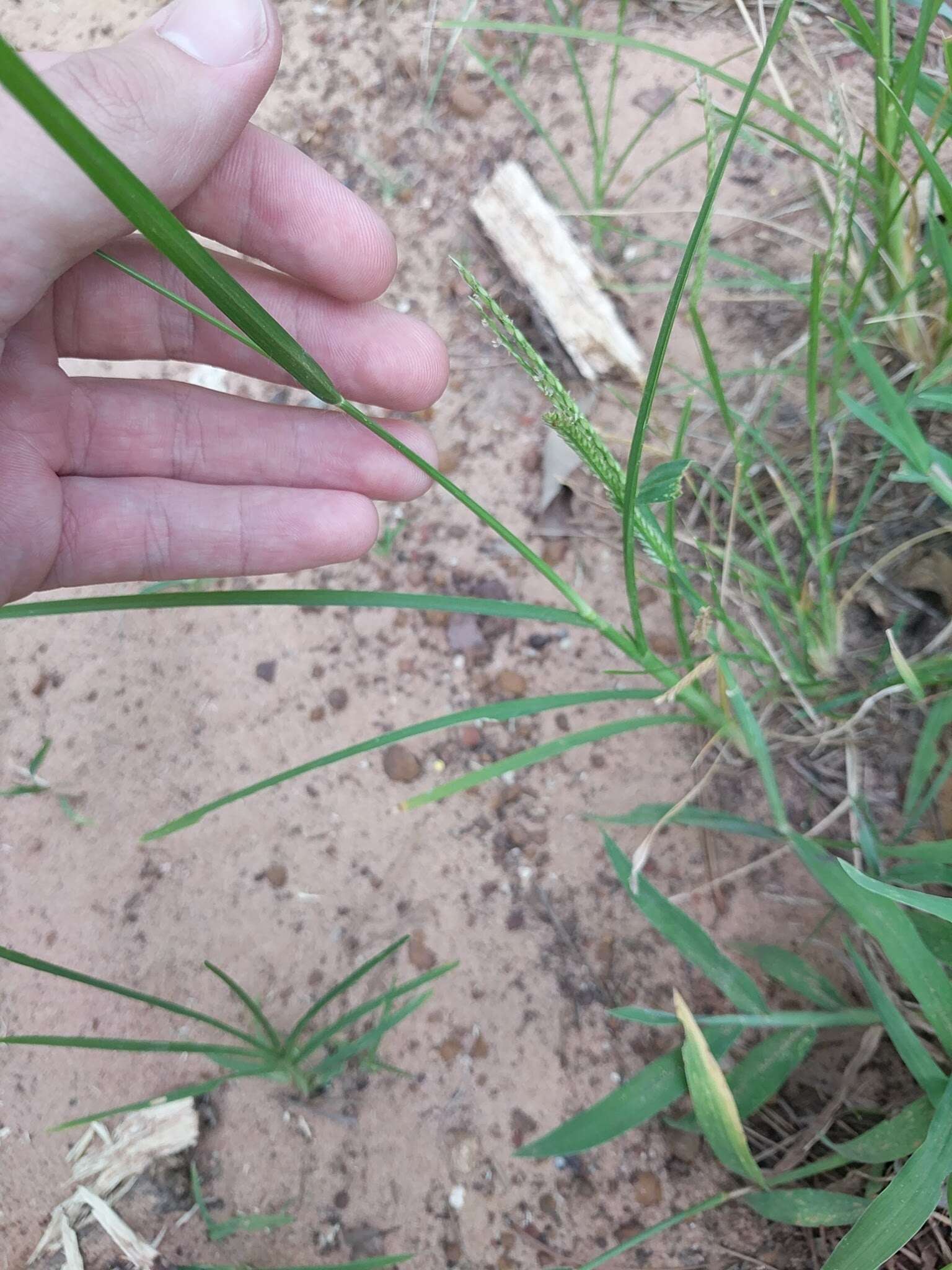 Image of Indian goosegrass