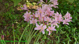 Image of resurrection lily