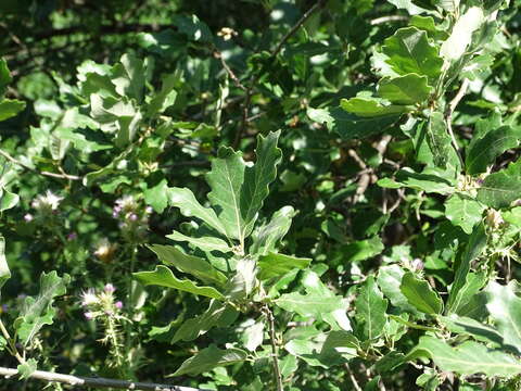 Image of Quercus faginea subsp. faginea