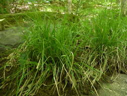 Image of James' sedge