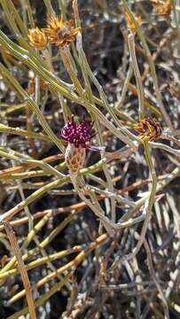 Image of Aphyllocladus spartioides Wedd.