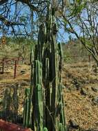 Image de Trichocereus macrogonus var. pachanoi