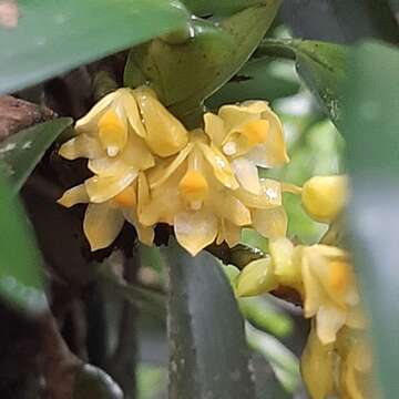 Image of Maxillaria pseudoneglecta J. T. Atwood