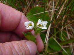 Image of Geum cockaynei (F. Bolle) B. P. J. Molloy & C. J. Webb