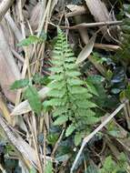 Imagem de Athyrium minimum Ching