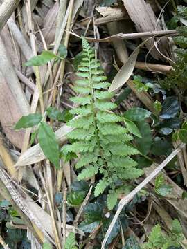 Image of Athyrium minimum Ching