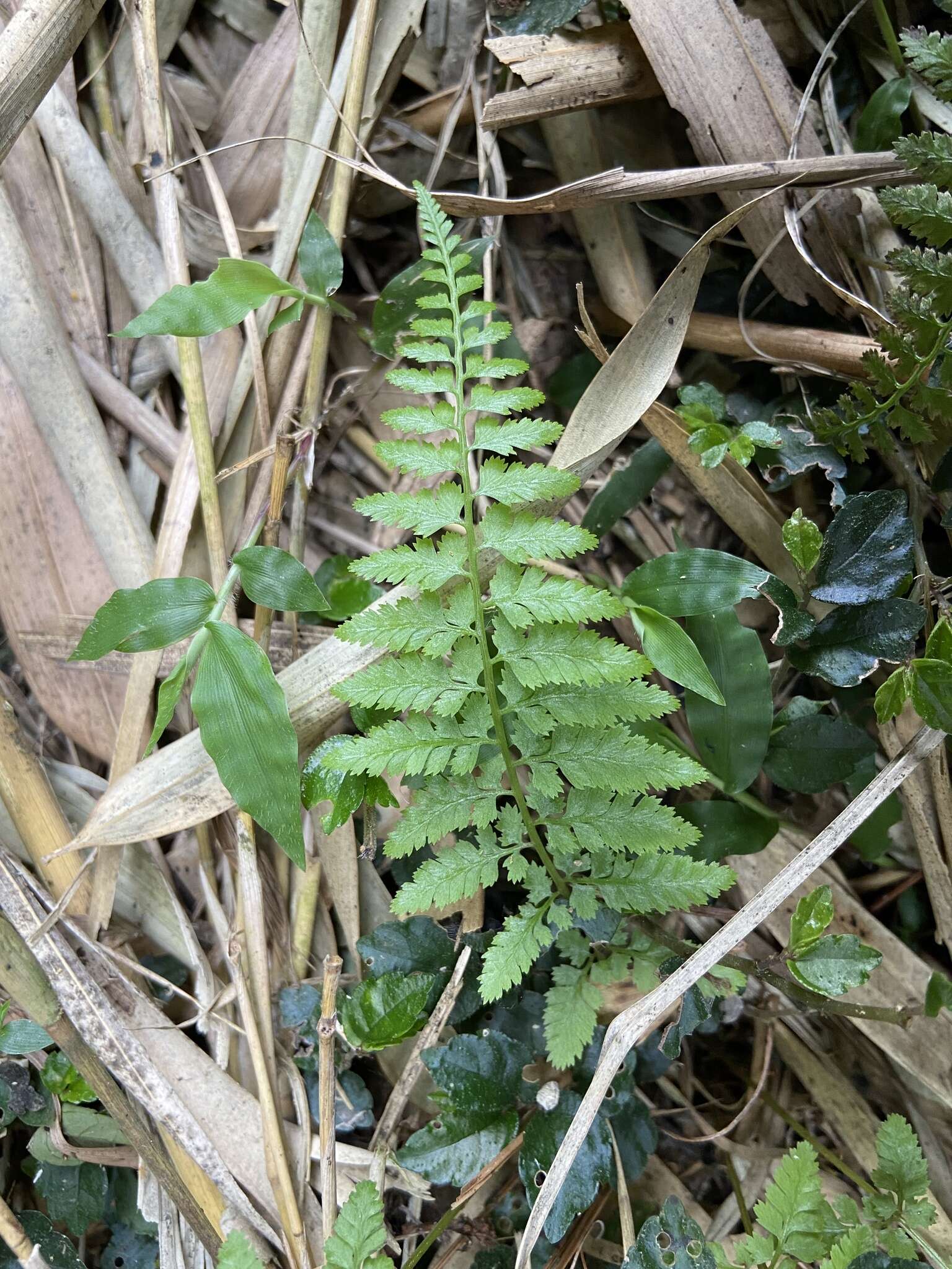 Imagem de Athyrium minimum Ching