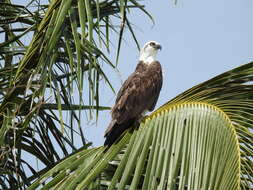 Image of Pandion haliaetus ridgwayi Maynard 1887