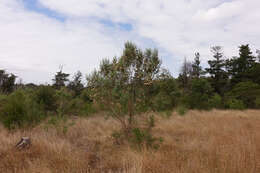 Ozothamnus argophyllus (A. Cunn. ex DC.) A. A. Anderberg resmi