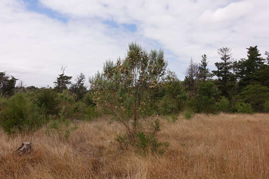 Ozothamnus argophyllus (A. Cunn. ex DC.) A. A. Anderberg resmi