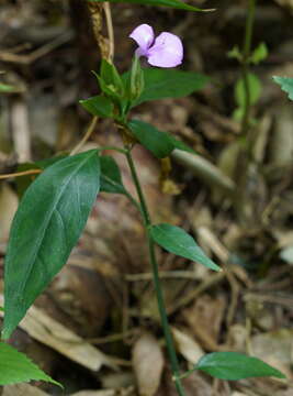 Image of Dicliptera tinctoria