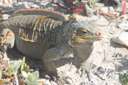 Image of Cyclura rileyi rileyi Stejneger 1903