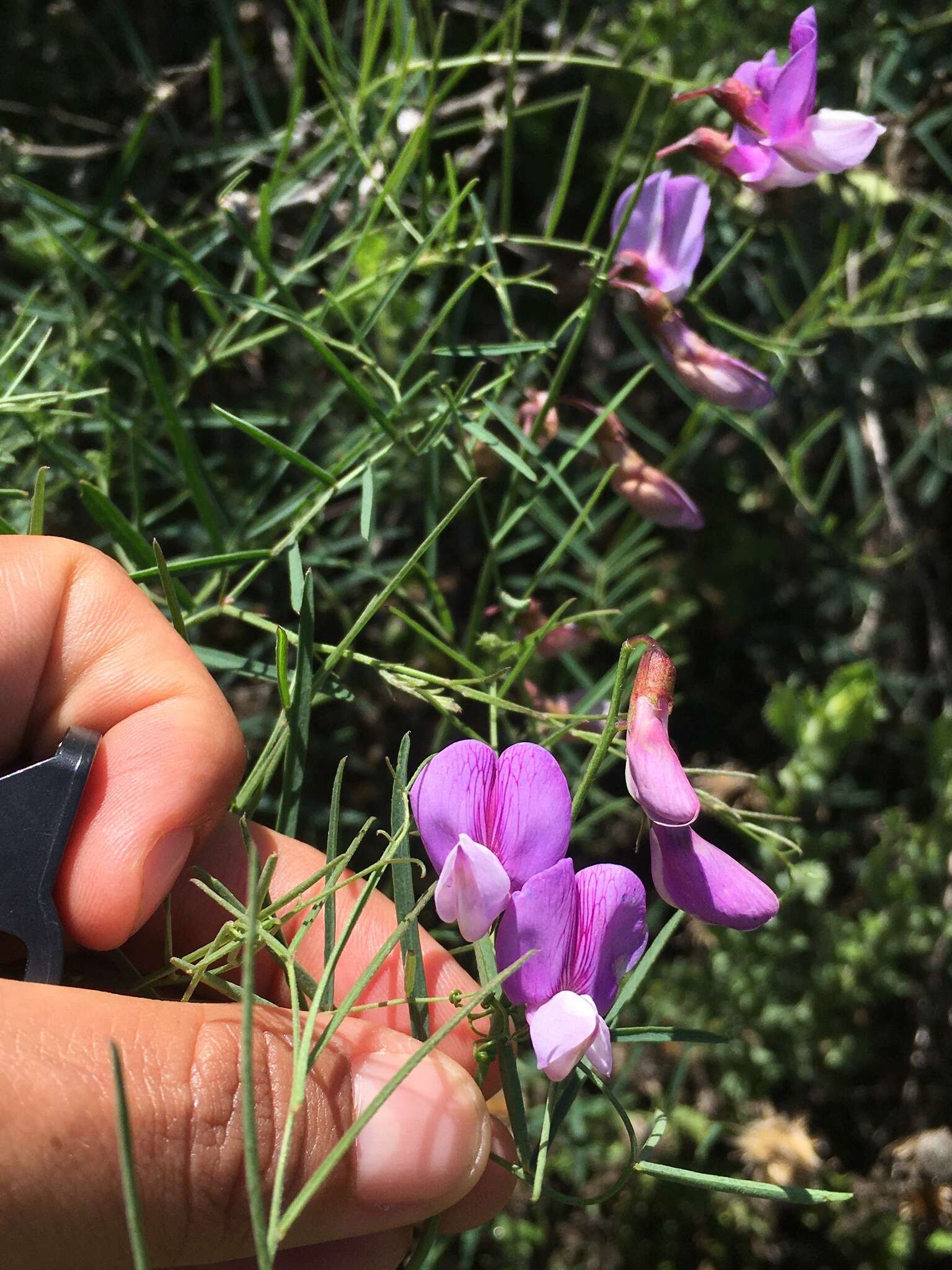 Lathyrus vestitus subsp. vestitus的圖片