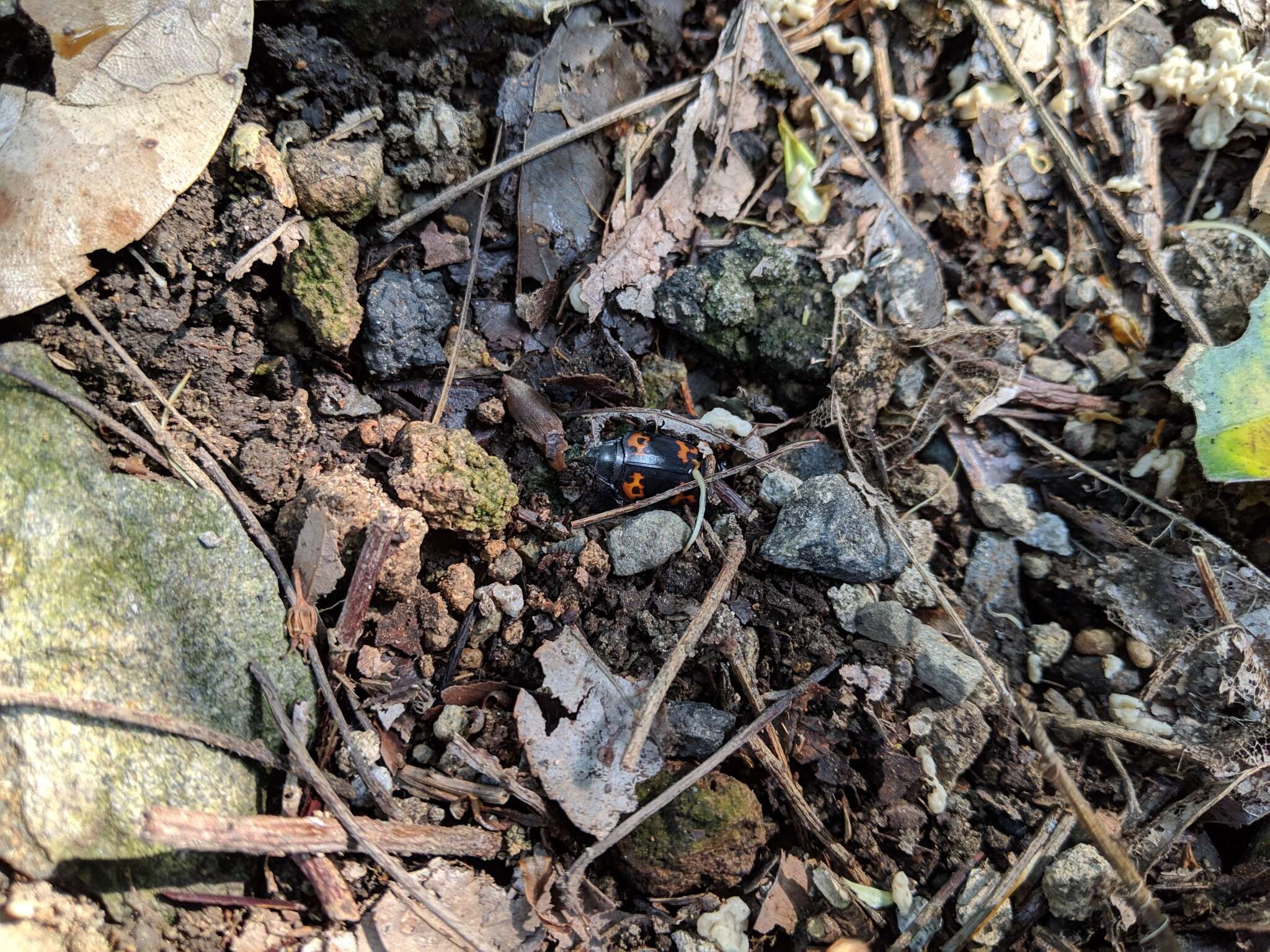 Nicrophorus (Nicrophorus) nepalensis (Hope 1831) resmi