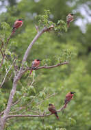 Imagem de Merops nubicoides Des Murs & Pucheran 1846