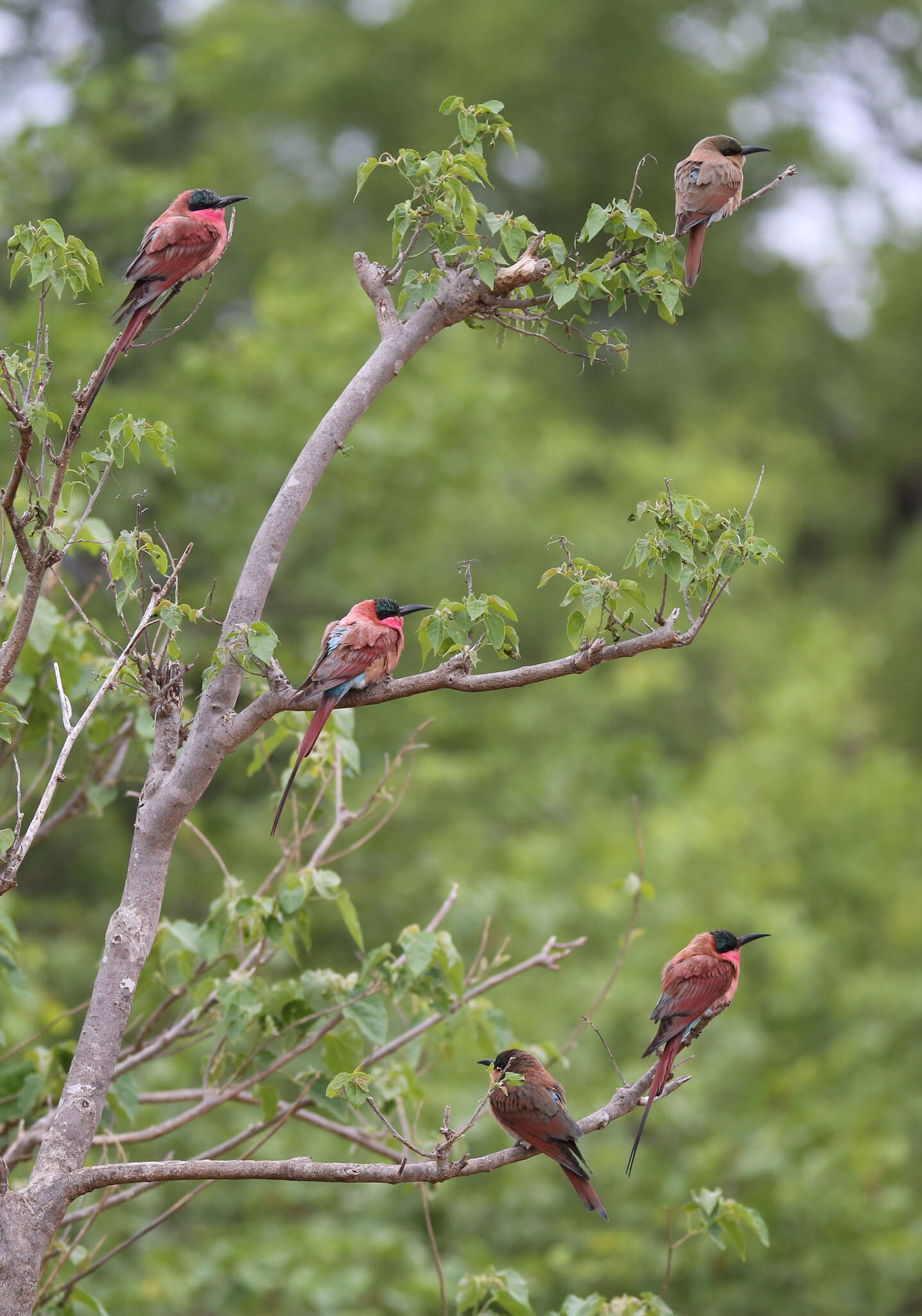 Imagem de Merops nubicoides Des Murs & Pucheran 1846