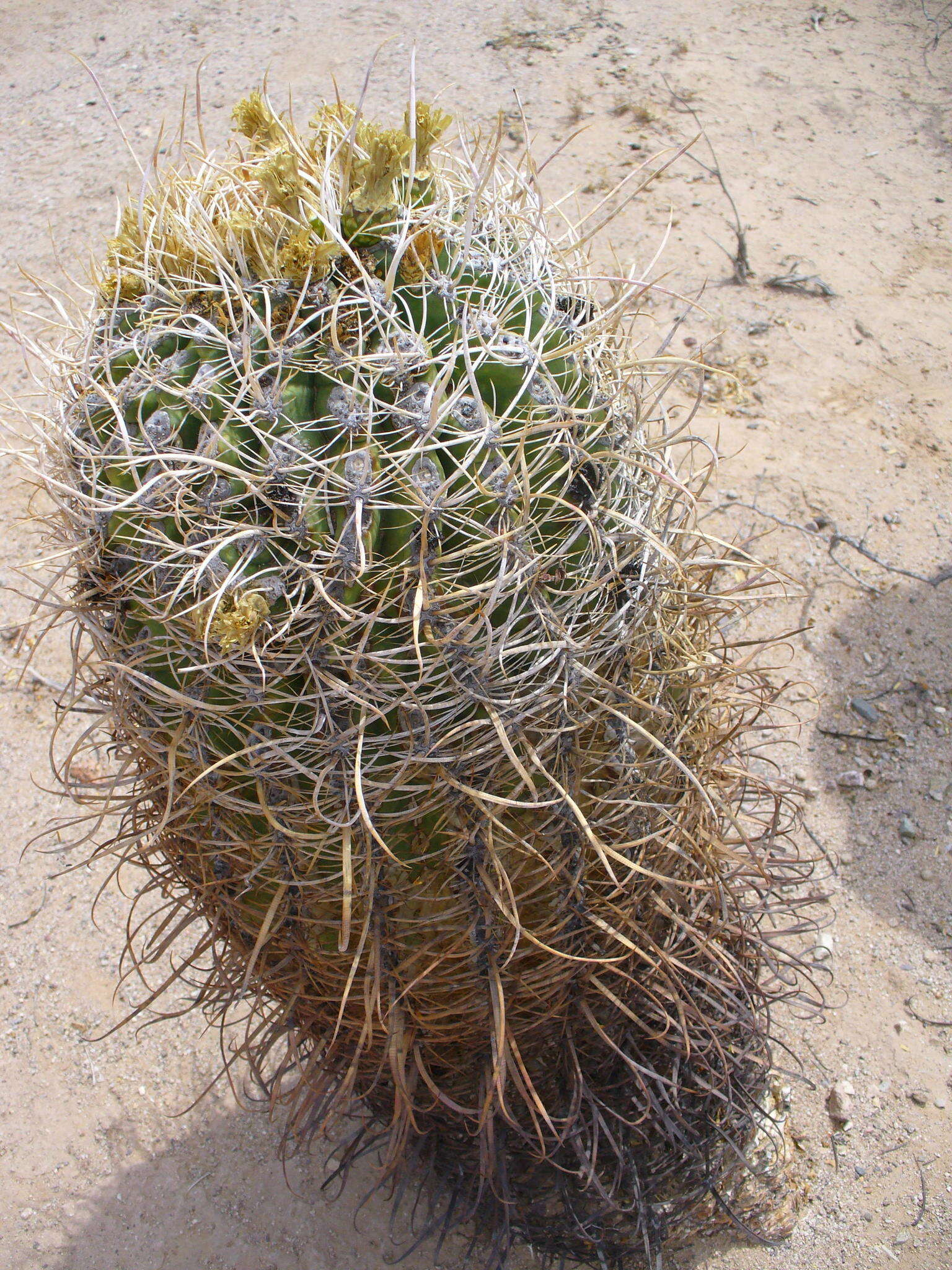 Image of Leconte's barrel cactus