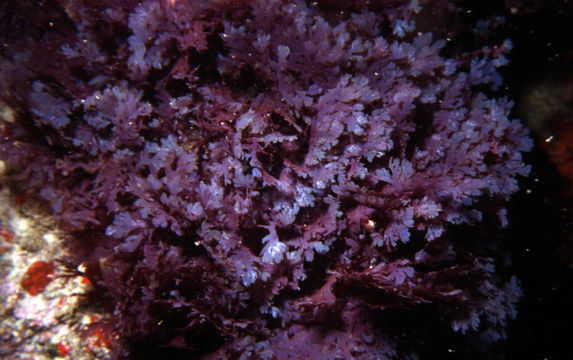 Image of Plocamium