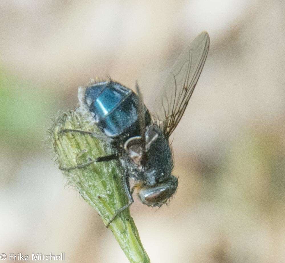 Image of Blue bottle fly