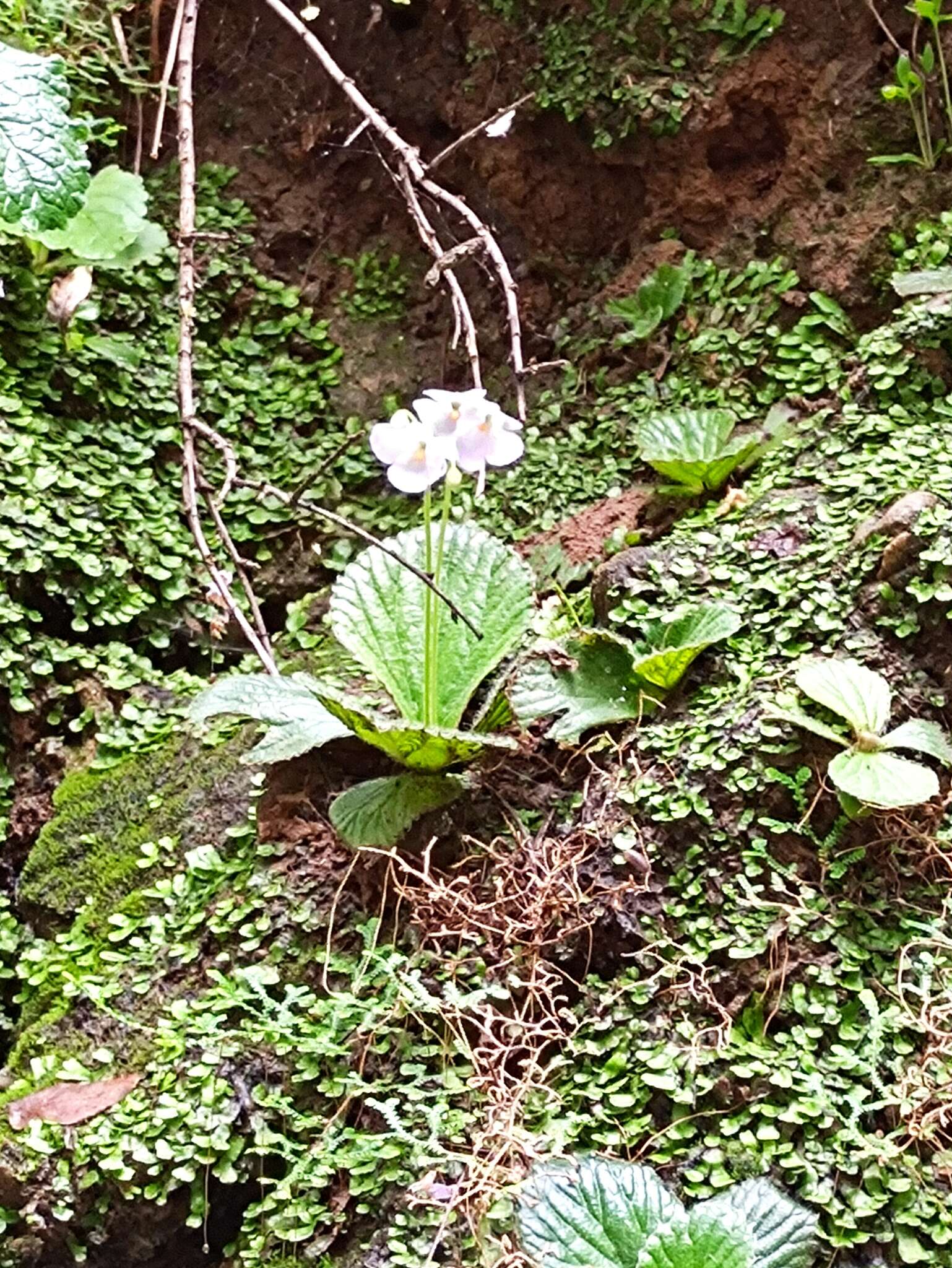 Image of Boea hygrometrica (Bunge) R. Brown