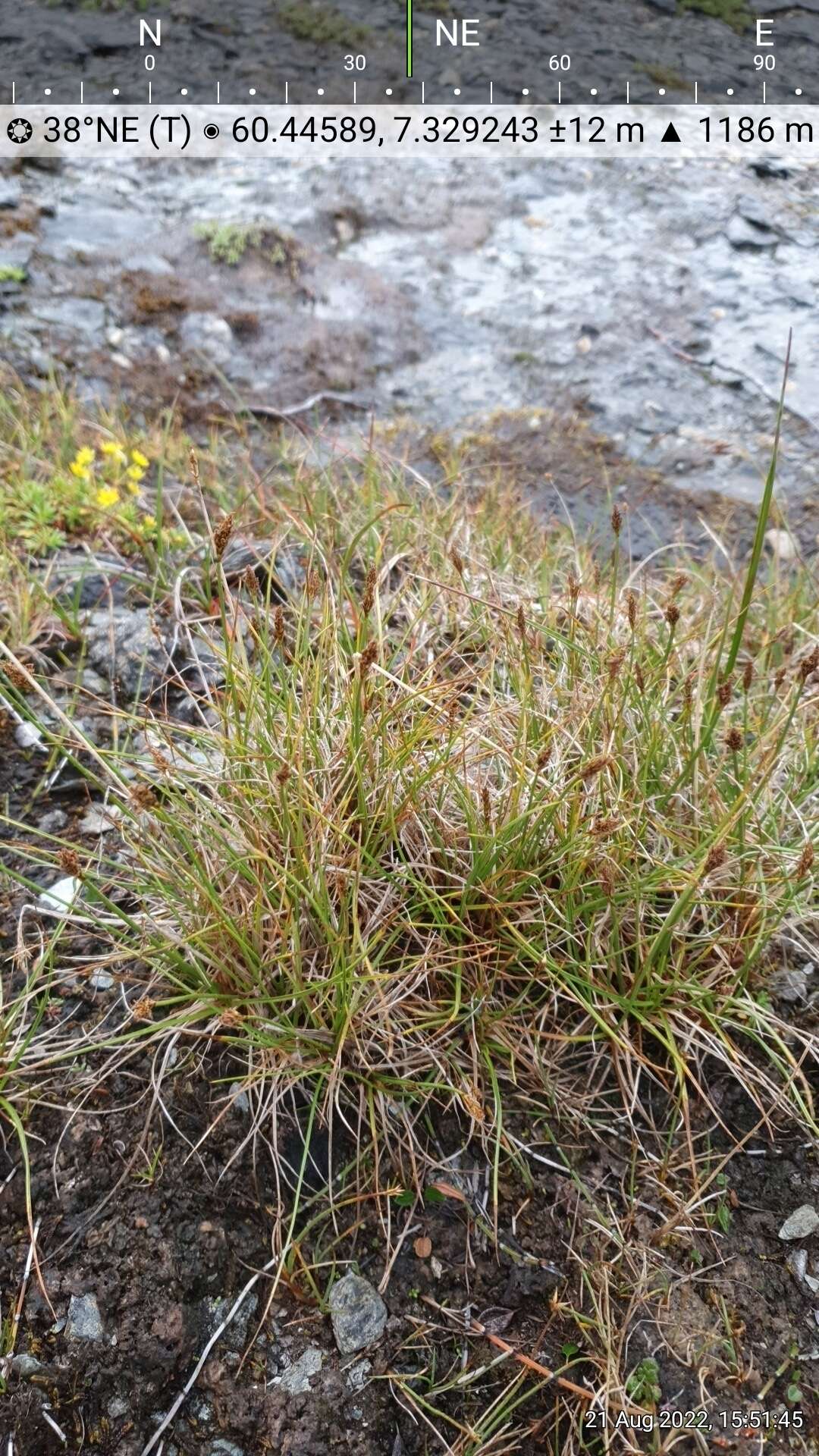 Слика од Carex simpliciuscula Wahlenb.