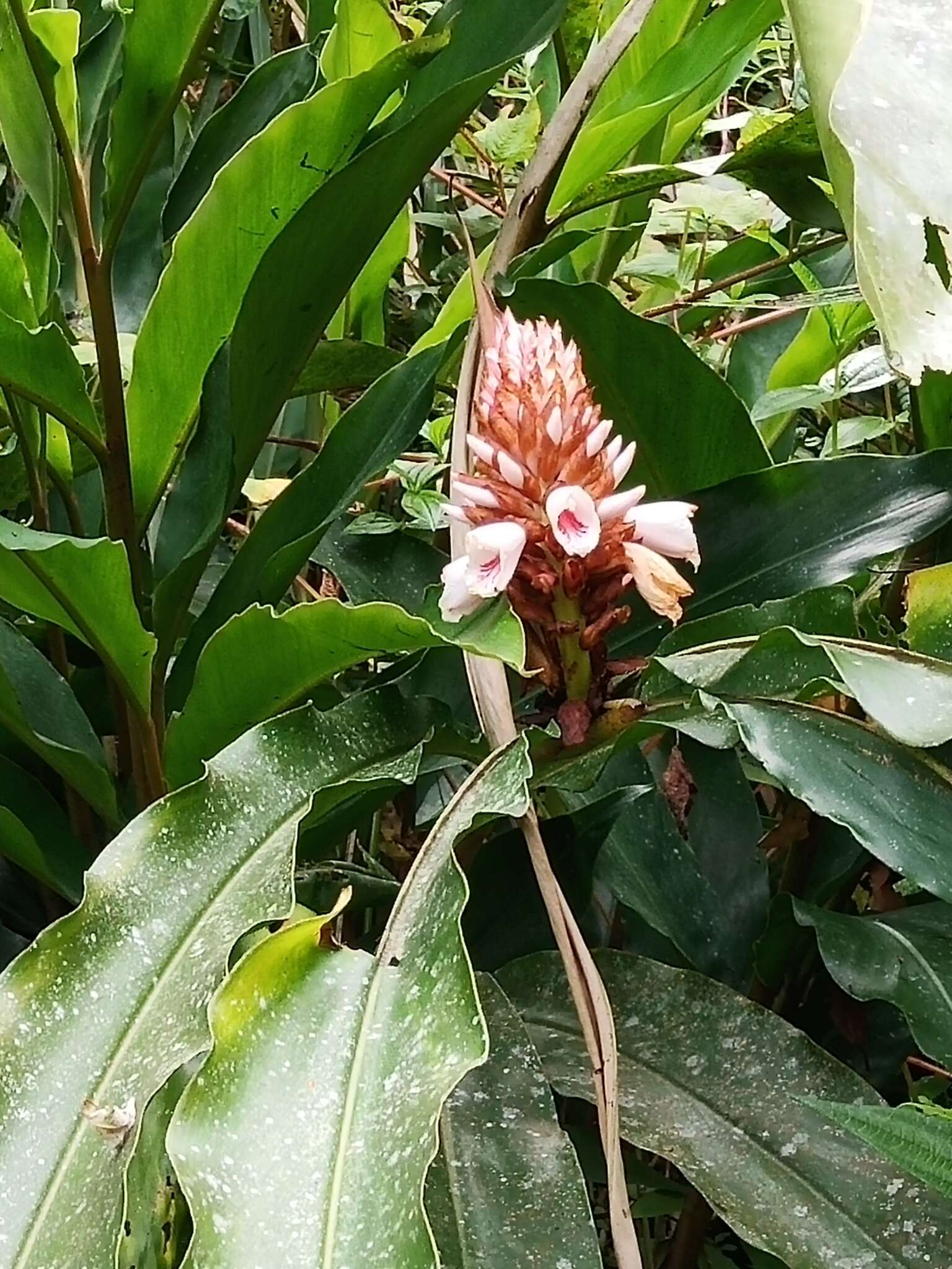 Image of Alpinia sessiliflora Kitam.