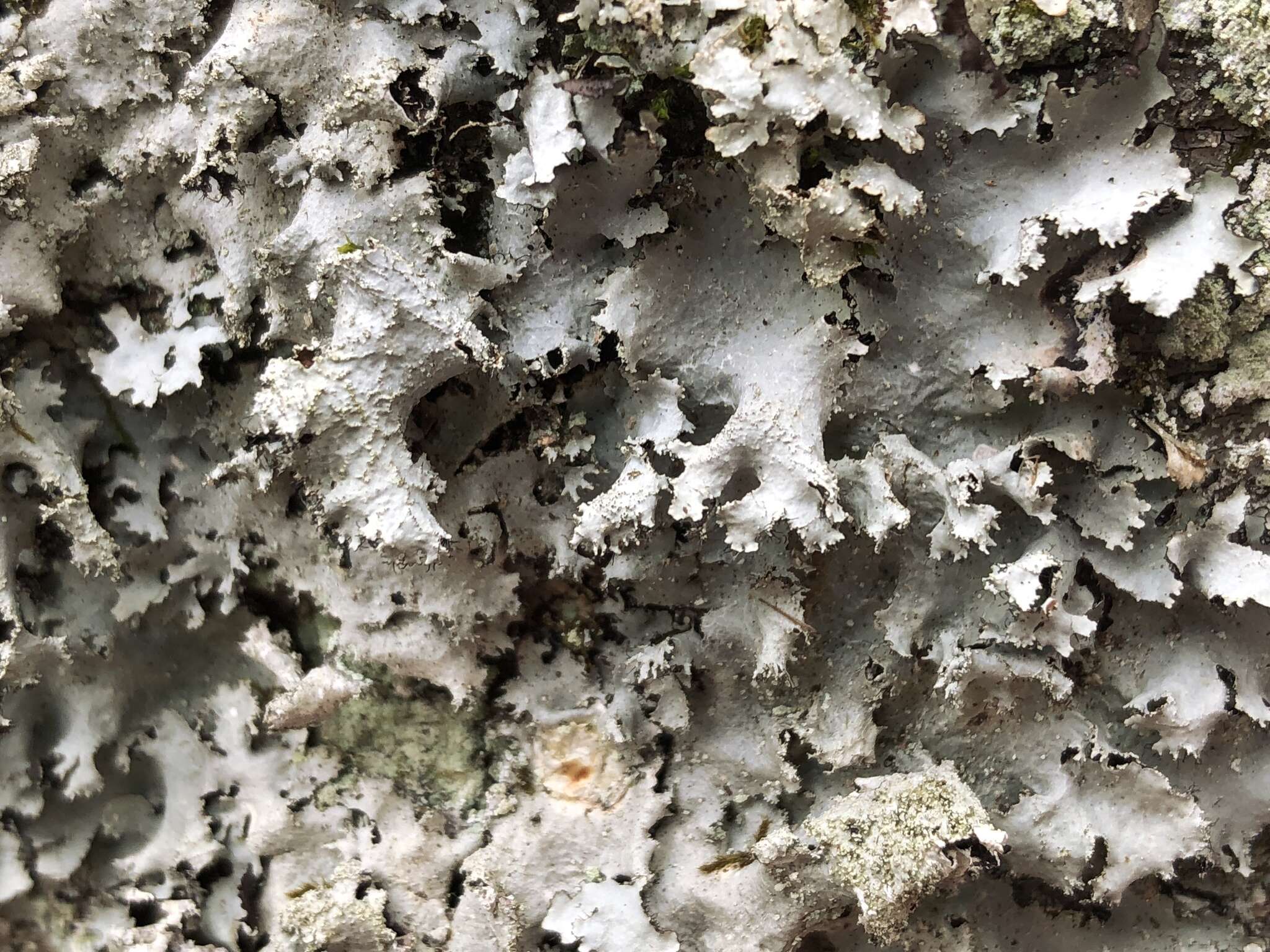 Image of parmotrema lichen