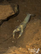 Image of <i>Cambarus speleocoopi</i>