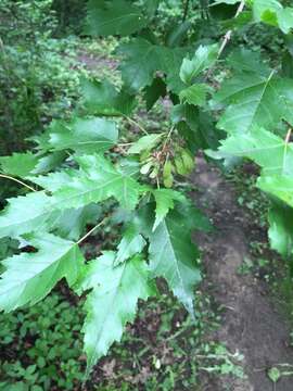 Image of Amur Maple