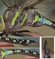 Image of Lance-Tailed Darner