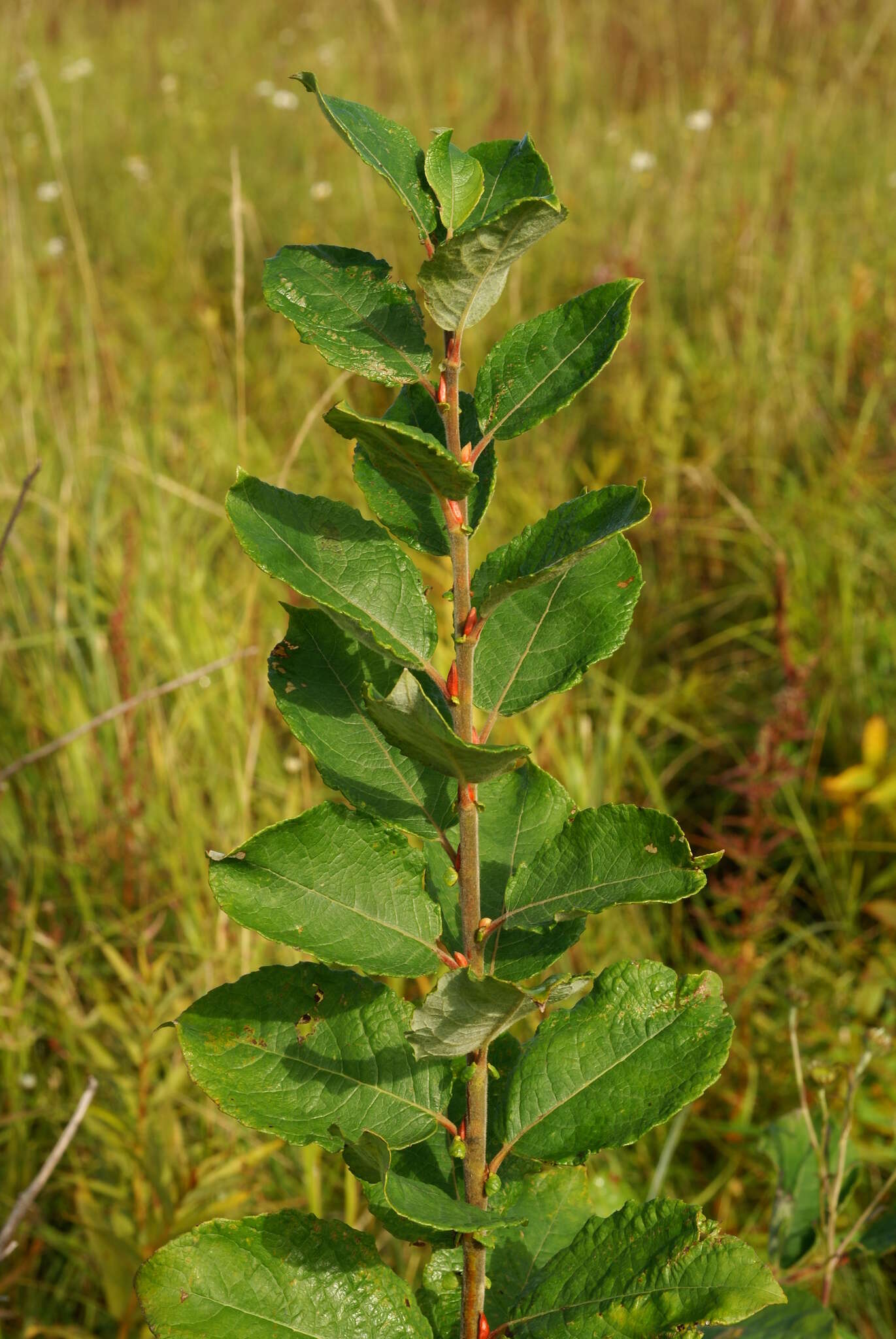 Image of Salix abscondita Lackschew.