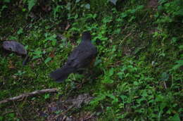 Image of Chestnut-bellied Thrush