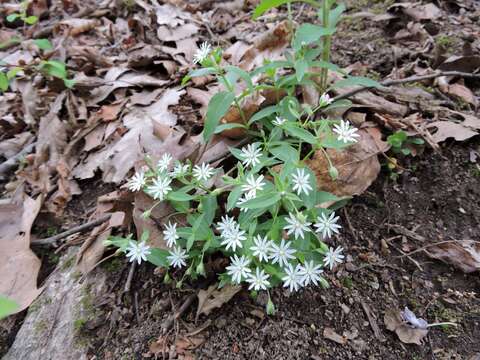 Image of star chickweed