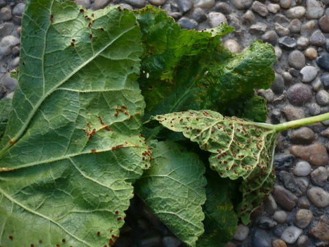Image of <i>Puccinia malvacearum</i> Bertero ex Mont. 1852