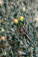 Image de Reaumuria alternifolia subsp. alternifolia